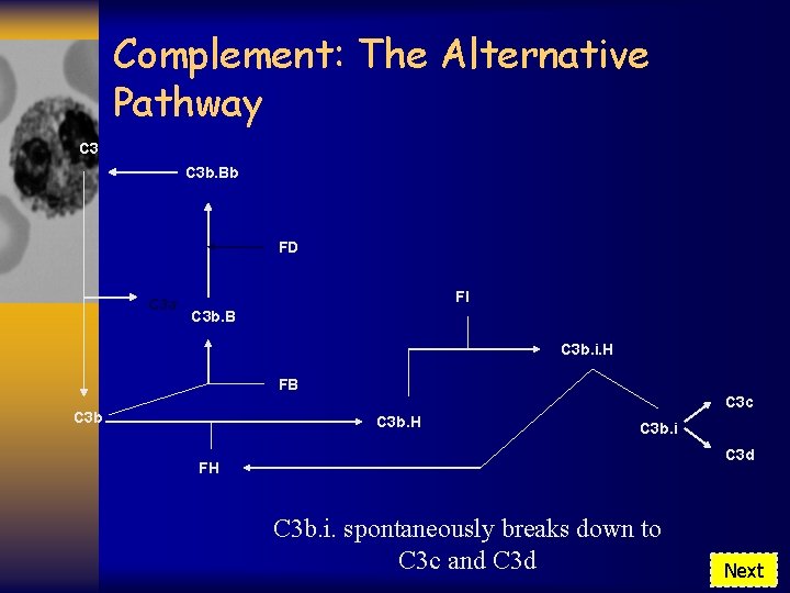 Complement: The Alternative Pathway C 3 b. Bb FD C 3 a FI C