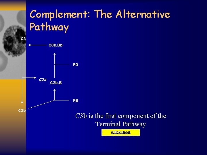 Complement: The Alternative Pathway C 3 b. Bb FD C 3 a C 3