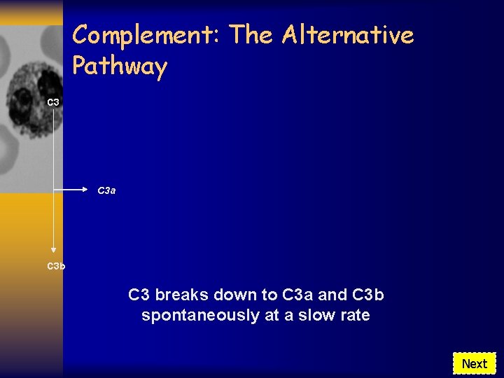 Complement: The Alternative Pathway C 3 a C 3 b C 3 breaks down