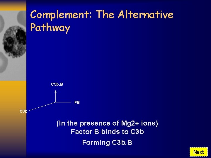 Complement: The Alternative Pathway C 3 b. B FB C 3 b (In the