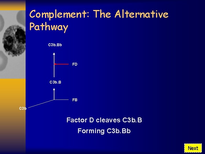 Complement: The Alternative Pathway C 3 b. Bb FD C 3 b. B FB