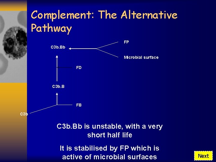 Complement: The Alternative Pathway FP C 3 b. Bb Microbial surface FD C 3