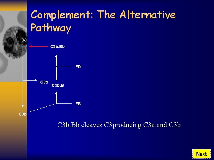 Complement: The Alternative Pathway C 3 b. Bb FD C 3 a C 3