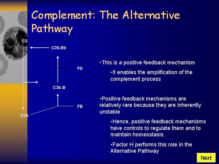 Complement: The Alternative Pathway C 3 b. Bb • This is a positive feedback
