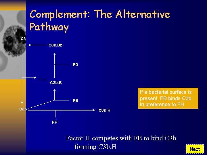 Complement: The Alternative Pathway C 3 b. Bb FD C 3 a C 3
