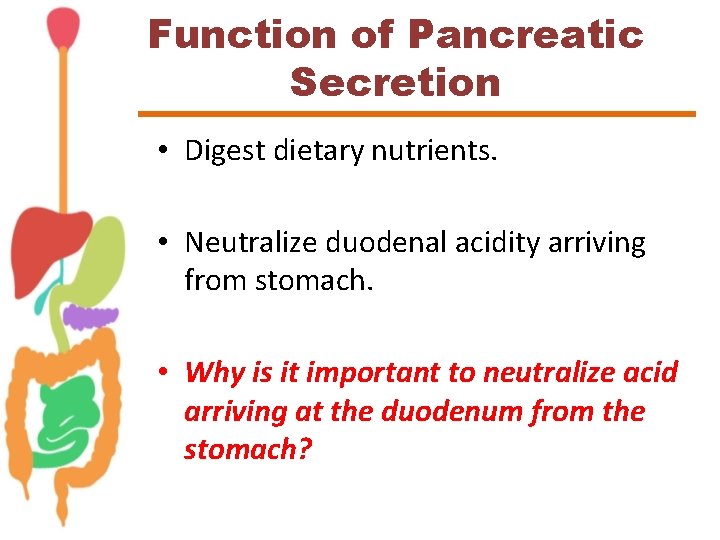 Function of Pancreatic Secretion • Digest dietary nutrients. • Neutralize duodenal acidity arriving from