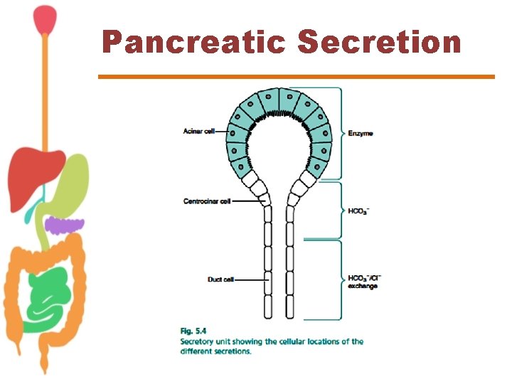 Pancreatic Secretion 