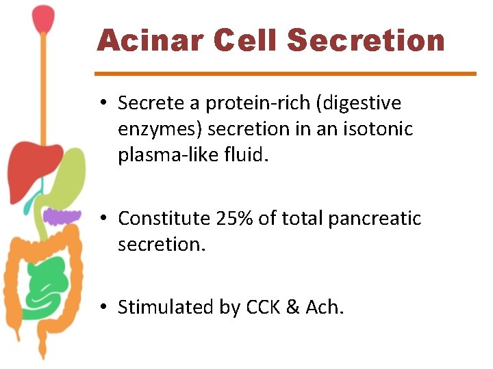 Acinar Cell Secretion • Secrete a protein-rich (digestive enzymes) secretion in an isotonic plasma-like