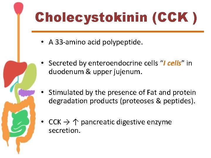 Cholecystokinin (CCK ) • A 33 -amino acid polypeptide. • Secreted by enteroendocrine cells