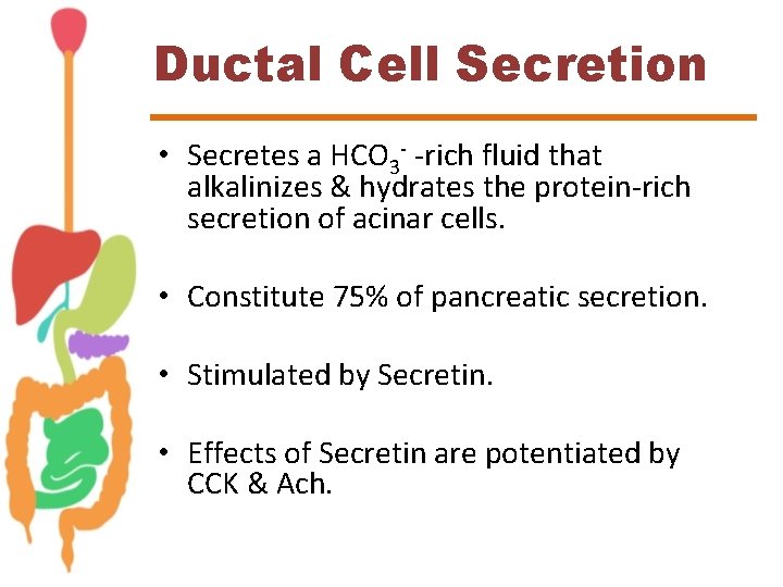 Ductal Cell Secretion • Secretes a HCO 3 - -rich fluid that alkalinizes &