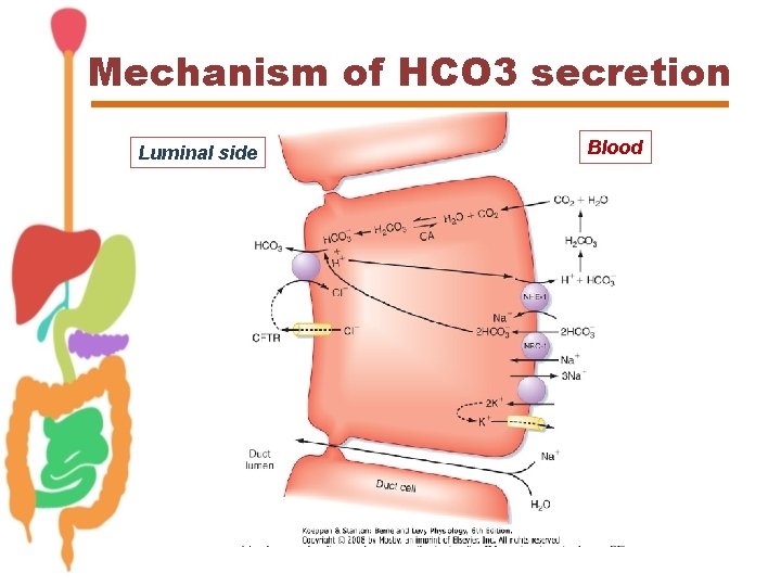 Mechanism of HCO 3 secretion Luminal side Blood 