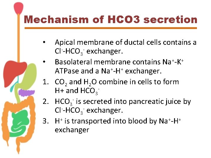 Mechanism of HCO 3 secretion Apical membrane of ductal cells contains a Cl--HCO 3