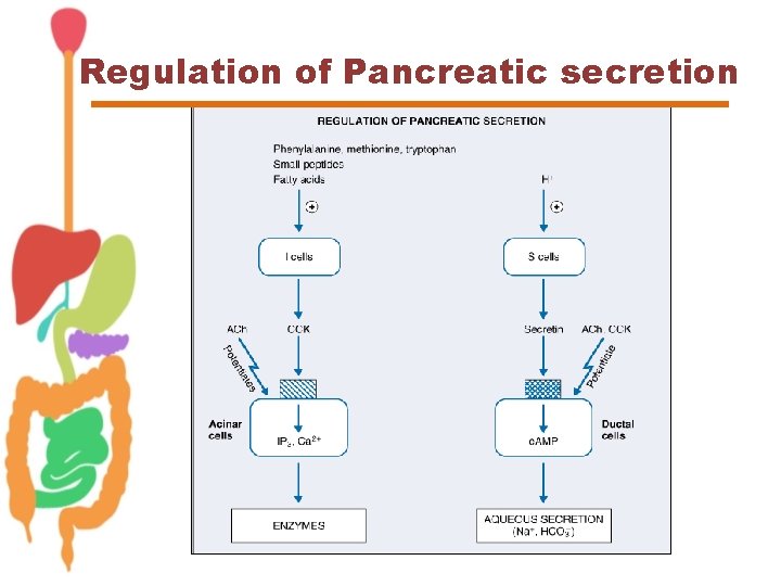 Regulation of Pancreatic secretion 