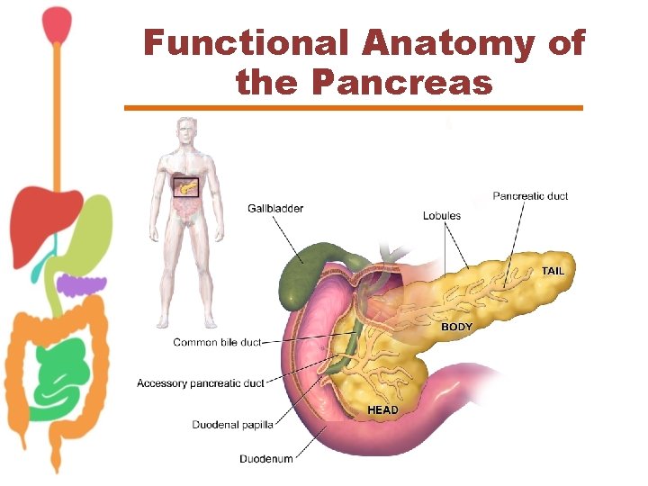 Functional Anatomy of the Pancreas 