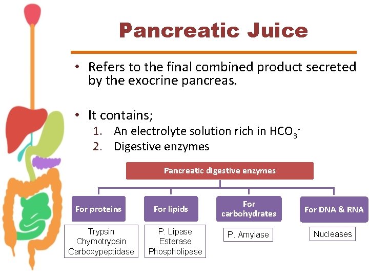 Pancreatic Juice • Refers to the final combined product secreted by the exocrine pancreas.