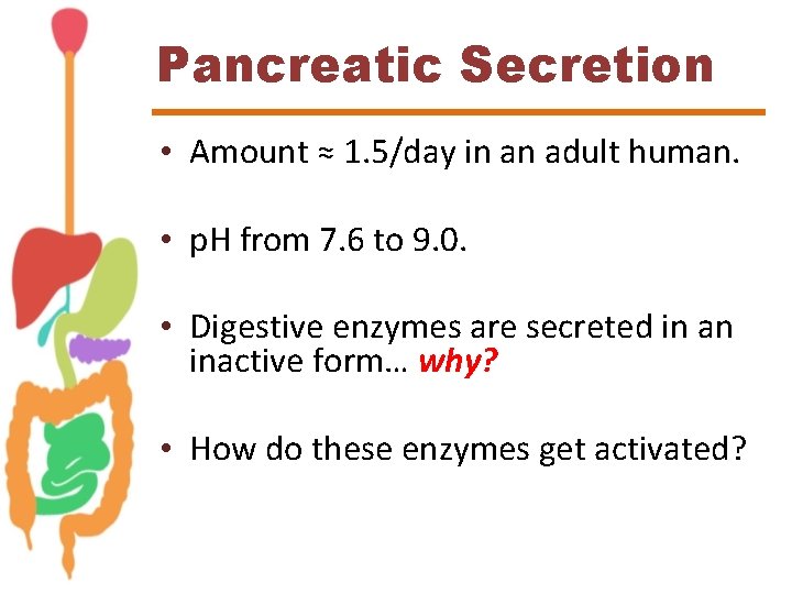 Pancreatic Secretion • Amount ≈ 1. 5/day in an adult human. • p. H