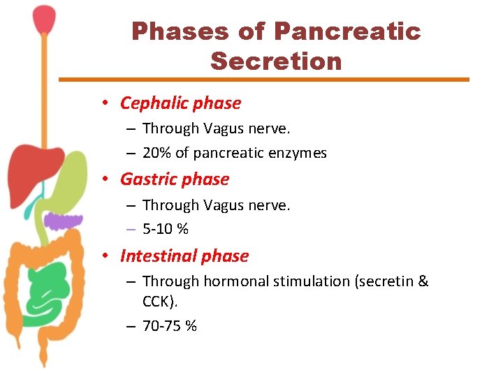 Phases of Pancreatic Secretion • Cephalic phase – Through Vagus nerve. – 20% of