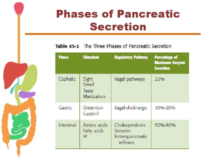 Phases of Pancreatic Secretion 