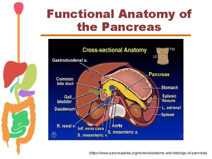 Functional Anatomy of the Pancreas (https: //www. pancreapedia. org/reviews/anatomy-and-histology-of-pancreas) 