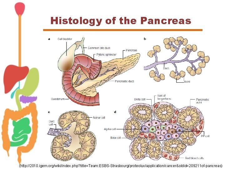 Histology of the Pancreas (http: //2010. igem. org/wiki/index. php? title=Team: ESBS-Strasbourg/proteolux/application/cancer&oldid=209211 of-pancreas) 