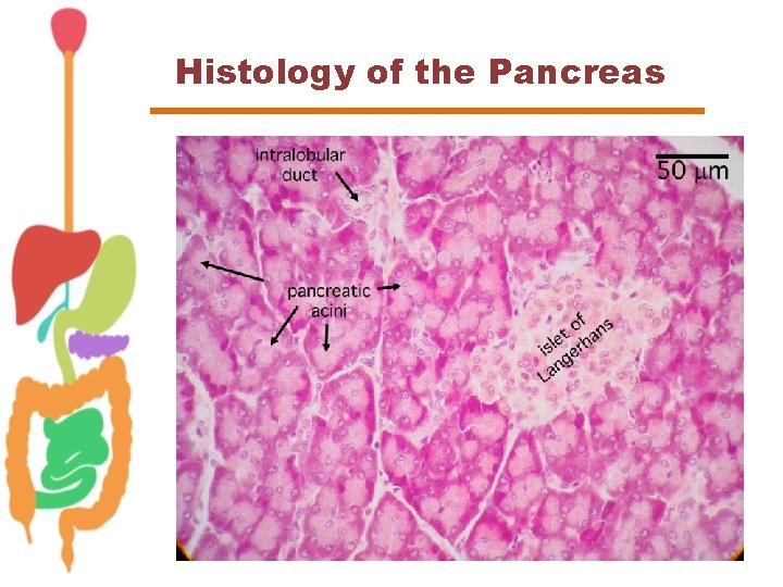 Histology of the Pancreas 