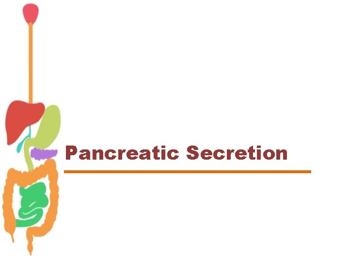 Pancreatic Secretion 