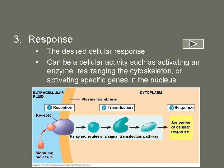 3. Response • • The desired cellular response Can be a cellular activity such