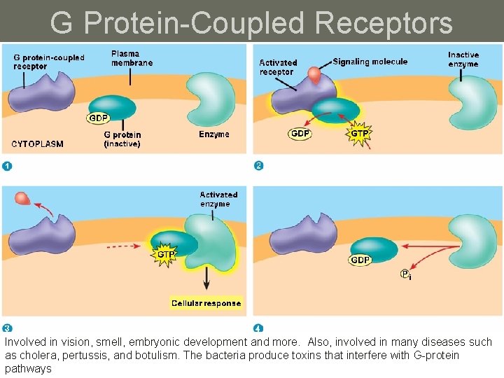 G Protein-Coupled Receptors Involved in vision, smell, embryonic development and more. Also, involved in