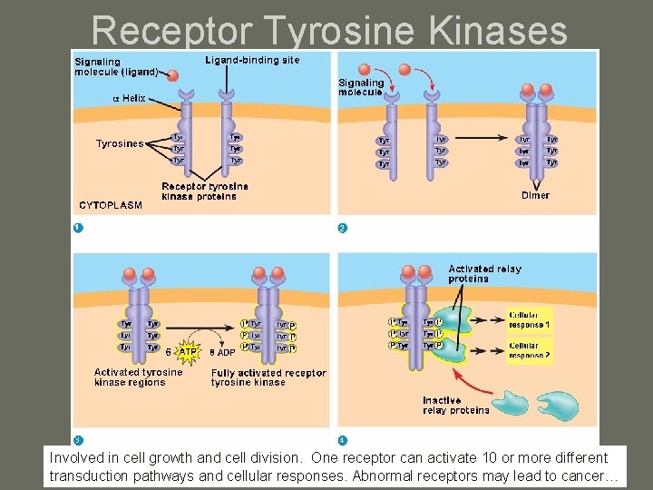 Receptor Tyrosine Kinases Involved in cell growth and cell division. One receptor can activate