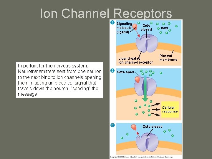 Ion Channel Receptors Important for the nervous system. Neurotransmitters sent from one neuron to