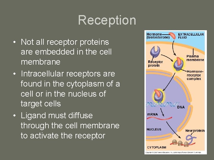 Reception • Not all receptor proteins are embedded in the cell membrane • Intracellular