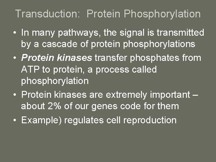 Transduction: Protein Phosphorylation • In many pathways, the signal is transmitted by a cascade
