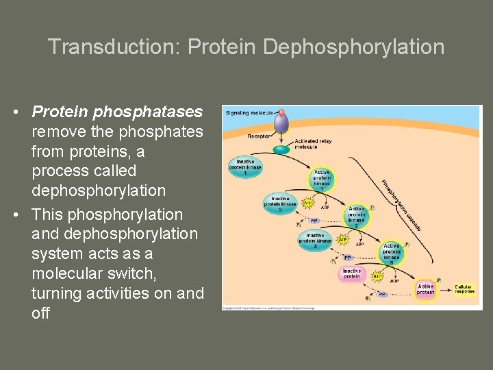 Transduction: Protein Dephosphorylation • Protein phosphatases remove the phosphates from proteins, a process called