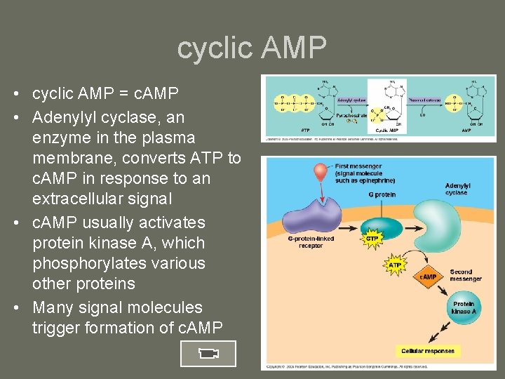 cyclic AMP • cyclic AMP = c. AMP • Adenylyl cyclase, an enzyme in