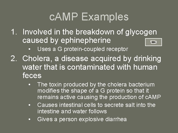 c. AMP Examples 1. Involved in the breakdown of glycogen caused by ephinepherine •