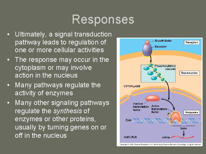 Responses • Ultimately, a signal transduction pathway leads to regulation of one or more