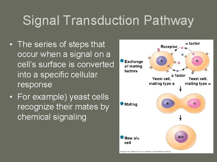 Signal Transduction Pathway • The series of steps that occur when a signal on