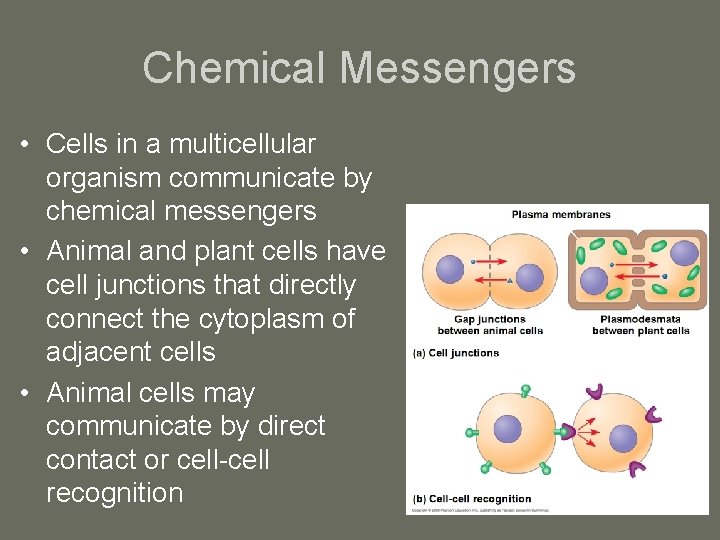 Chemical Messengers • Cells in a multicellular organism communicate by chemical messengers • Animal
