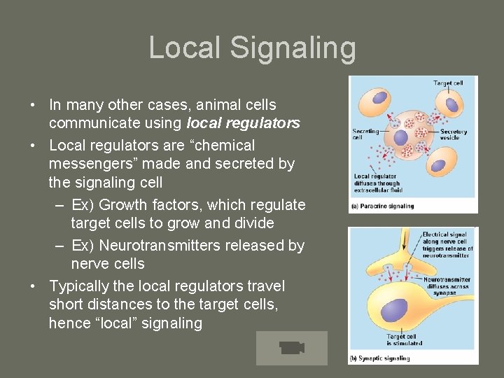 Local Signaling • In many other cases, animal cells communicate using local regulators •