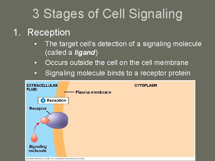 3 Stages of Cell Signaling 1. Reception • • • The target cell’s detection
