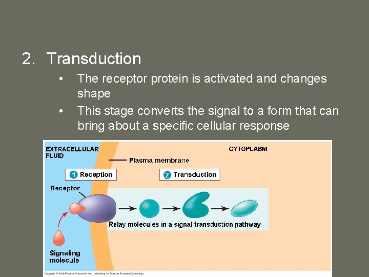 2. Transduction • • The receptor protein is activated and changes shape This stage