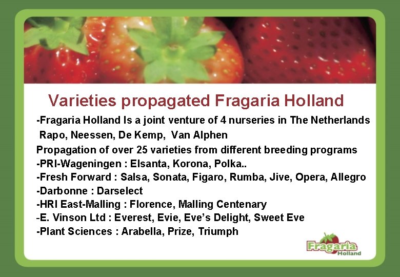 Varieties propagated Fragaria Holland -Fragaria Holland Is a joint venture of 4 nurseries in