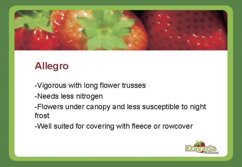 Allegro -Vigorous with long flower trusses -Needs less nitrogen -Flowers under canopy and less