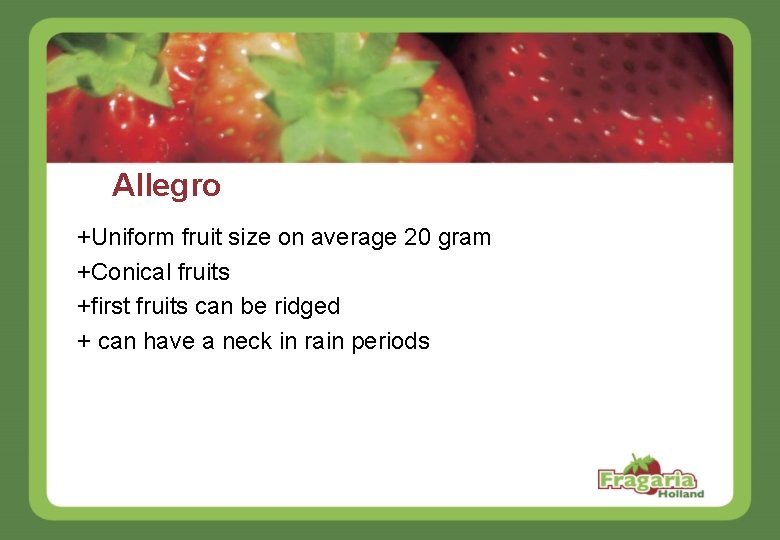 Allegro +Uniform fruit size on average 20 gram +Conical fruits +first fruits can be