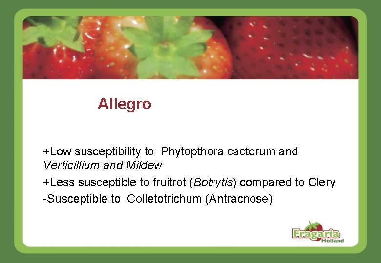 Allegro +Low susceptibility to Phytopthora cactorum and Verticillium and Mildew +Less susceptible to fruitrot