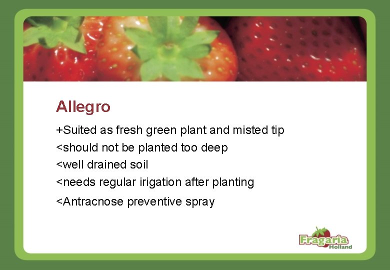 Allegro +Suited as fresh green plant and misted tip <should not be planted too