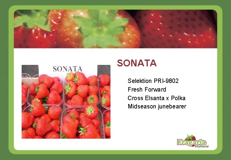 SONATA Selektion PRI-9802 Fresh Forward Cross Elsanta x Polka Midseason junebearer 