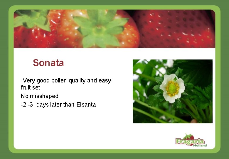 Sonata -Very good pollen quality and easy fruit set No misshaped -2 -3 days