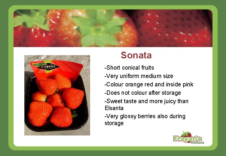 Sonata -Short conical fruits -Very uniform medium size -Colour orange red and inside pink