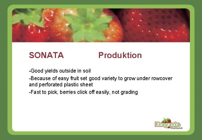 SONATA Produktion -Good yields outside in soil -Because of easy fruit set good variety